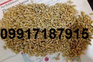 قیمت جو وارداتی روسیه_4