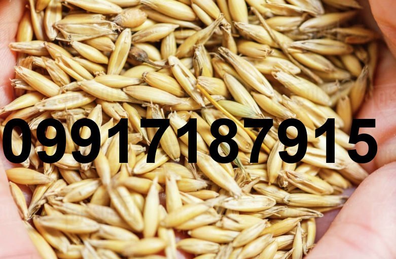 قیمت جو وارداتی روسیه_5