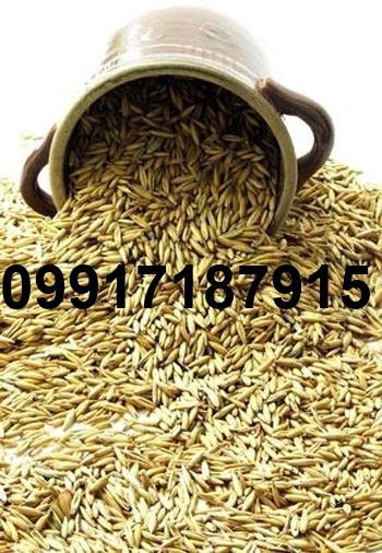 قیمت جو وارداتی روسیه_6