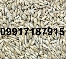 قیمت جو وارداتی روسیه_7