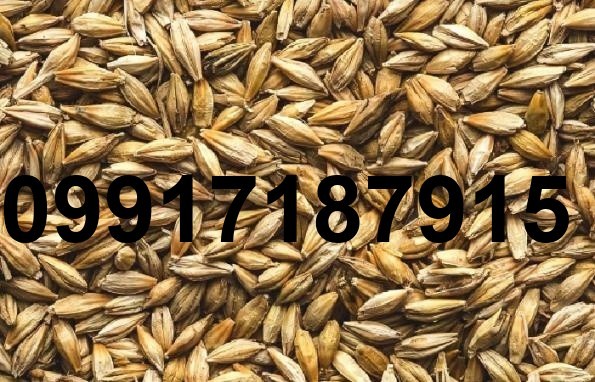 قیمت جو وارداتی روسیه_9