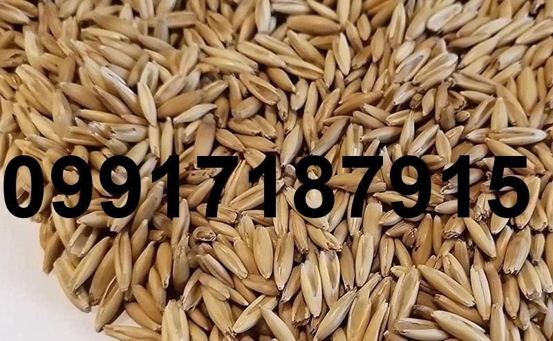 قیمت جو کیلو چنده_2