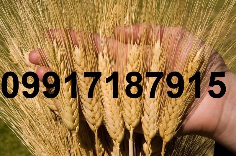 قیمت جو کیلو چنده_4