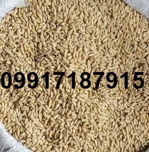قیمت جو کیلو چنده_5