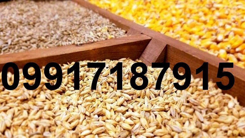 قیمت جو کیلو چنده_6