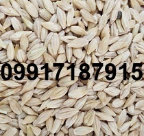 قیمت جو کیلو چنده_7