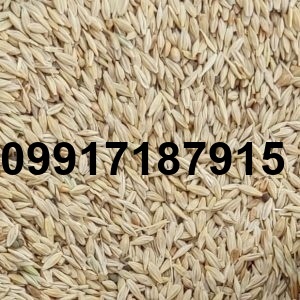 قیمت جو کیلویی_1