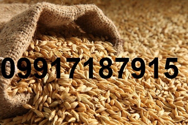 قیمت جو گوسفندی_2