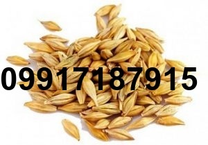 قیمت جو گوسفندی_8