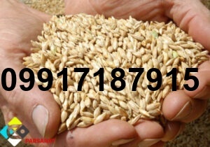 قیمت جو گوسفندی_9
