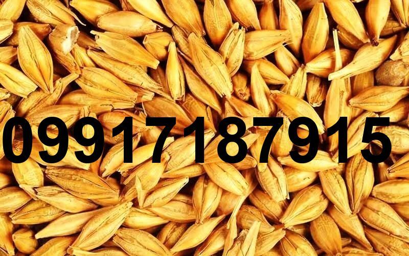 قیمت خرید جو_4