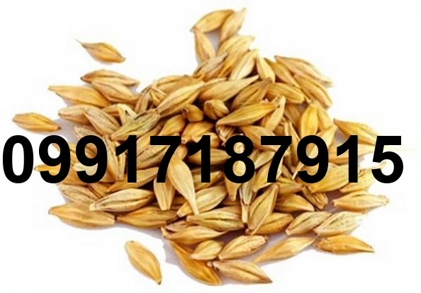 قیمت خرید جو_9