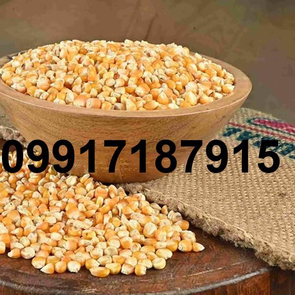 قیمت خرید ذرت_7