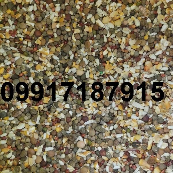 قیمت دان مخلوط کبوتر_5