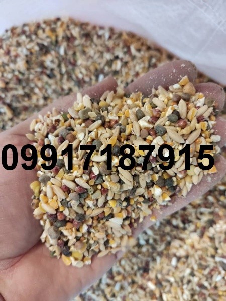 قیمت دان مخلوط کبوتر_8