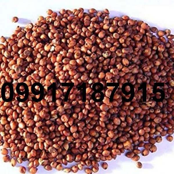 قیمت دانه سورگوم_1