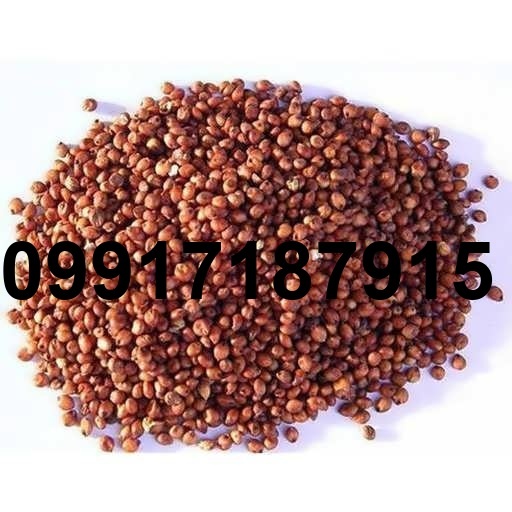 قیمت دانه سورگوم_8