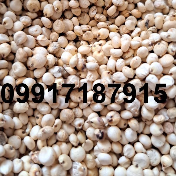 قیمت دانه سورگوم_3