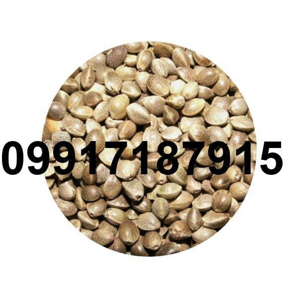 قیمت دانه شاهدانه_2