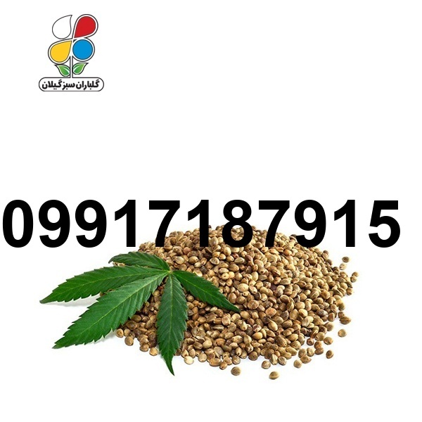 قیمت دانه شاهدانه_8