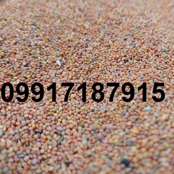 قیمت دانه منداب_3
