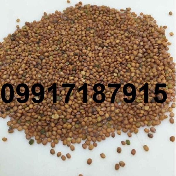 قیمت دانه منداب_5