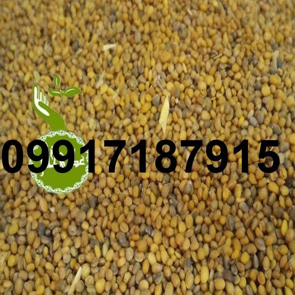 قیمت دانه منداب_8