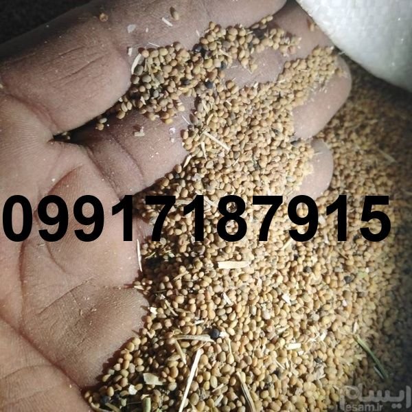 قیمت دانه منداب_9