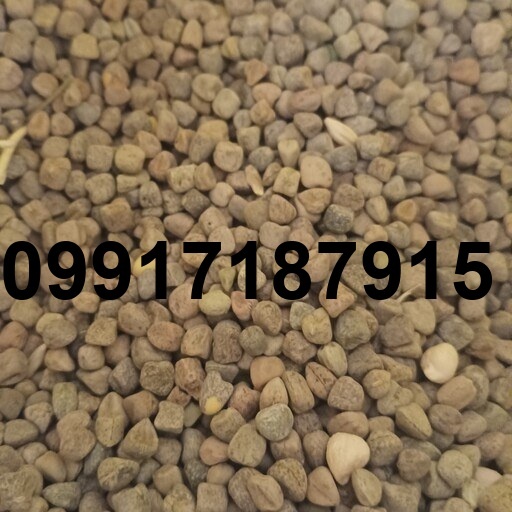 قیمت دانه هلر_3