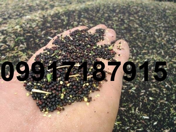 قیمت دانه کلزا_6