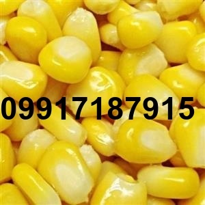 قیمت ذرت امروز_3