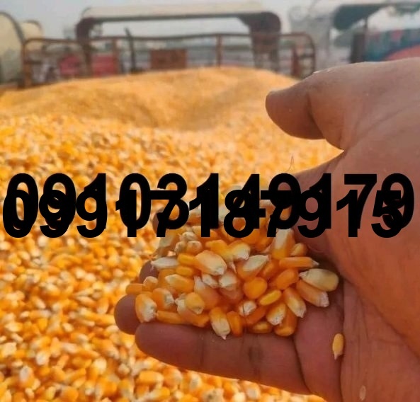 قیمت ذرت امروز_4