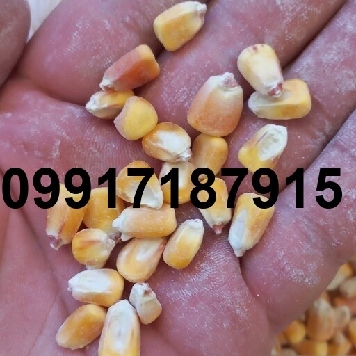قیمت ذرت برای مرغ_1
