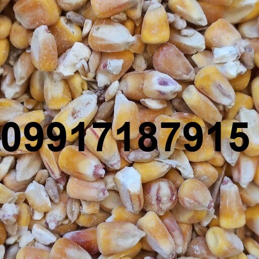 قیمت ذرت برای مرغ_3