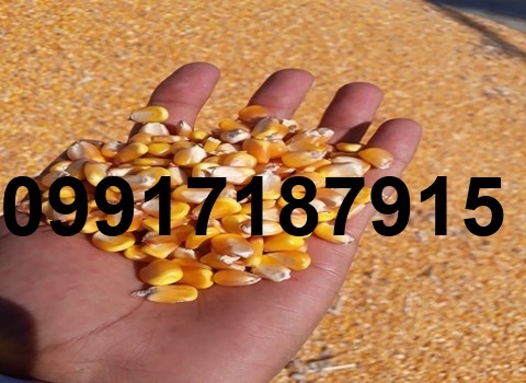قیمت ذرت برای مرغ_6