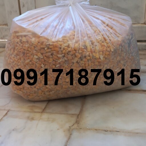 قیمت ذرت برای مرغ_7