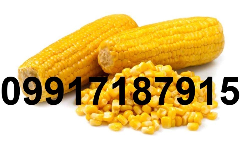قیمت ذرت برزیل_10