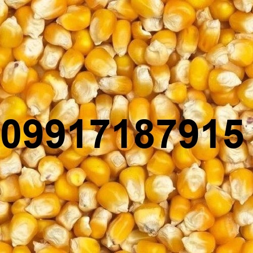 قیمت ذرت برزیلی امروز_4