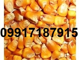قیمت ذرت برزیلی امروز_6