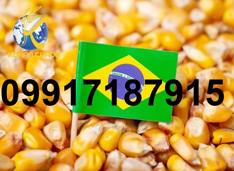 قیمت ذرت برزیلی بندر امام_1