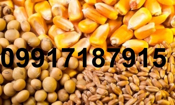 قیمت ذرت برزیلی در بندر امام_9