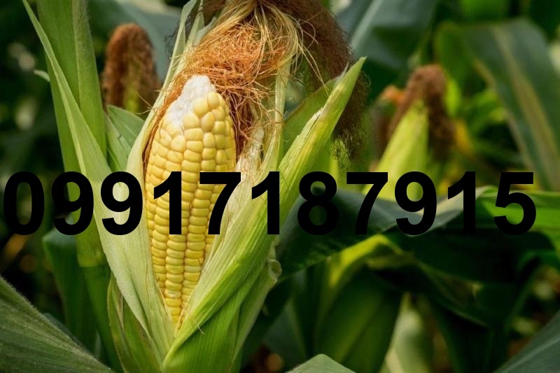 قیمت ذرت دانه ای_10