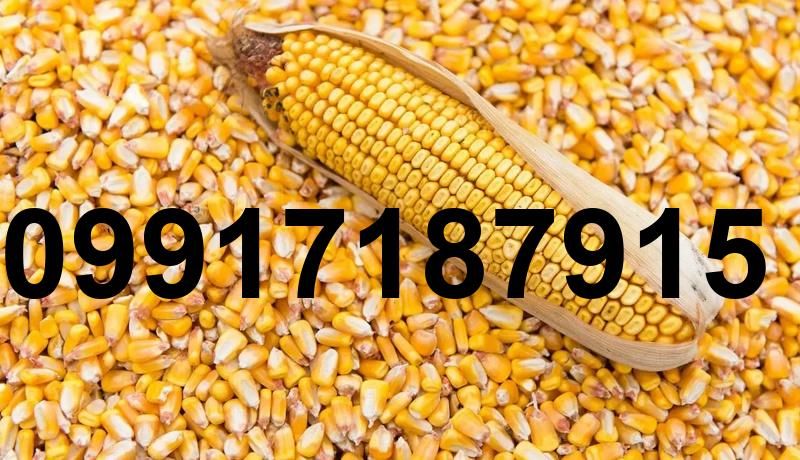 قیمت ذرت دانه ای_4