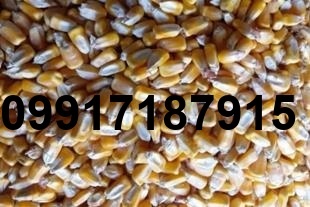 قیمت ذرت دانه ای_8