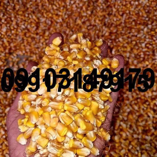 قیمت ذرت در بازار ازاد_6