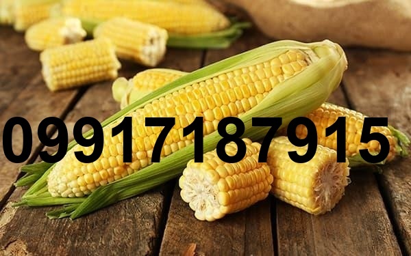 قیمت ذرت در بازار ازاد_7