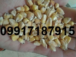قیمت ذرت روس امیراباد_5