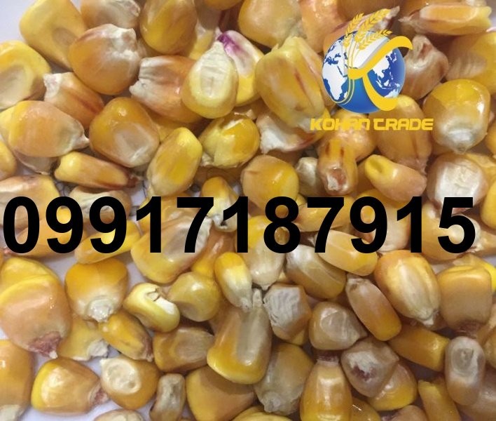 قیمت ذرت روس امیراباد_7