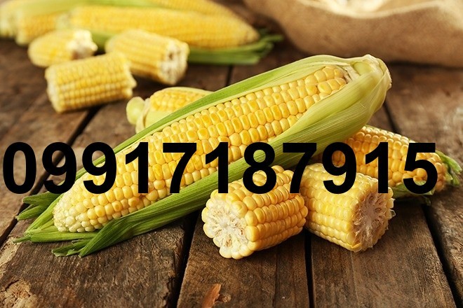 قیمت ذرت رومانی_10