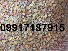 قیمت ذرت رومانی_2
